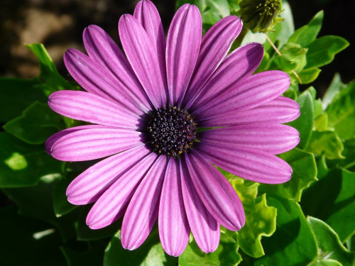 Flores