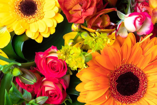 Flores