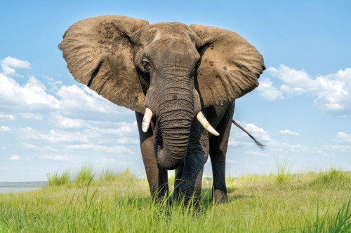 Elefante