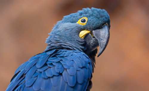 Arara